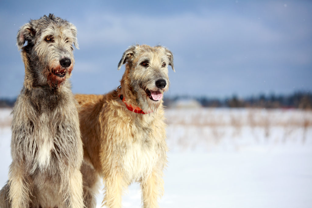 2 Irish Wolfhounds learning to socialise after a spay or neuter